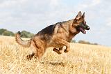 BERGER ALLEMAND 273